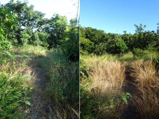 Plus loin, le sentier est encore assez facile à suivre