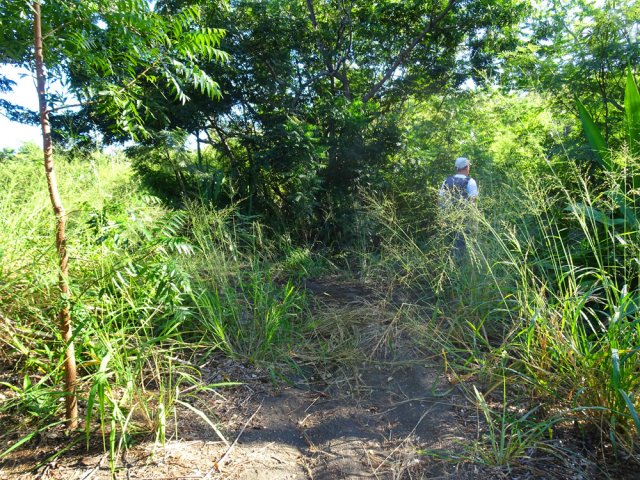 Prendre à droite au croisement discret proche d'un tamarin