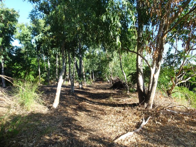 La vallée de la ravine est bordée d'eucalyptus