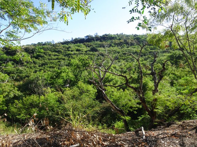 Point de vue sur la rive droite, très boisée