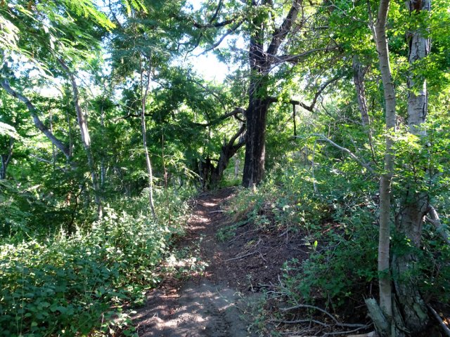 Les engins ont tracé de beaux sentiers à l'ombre des tamarins