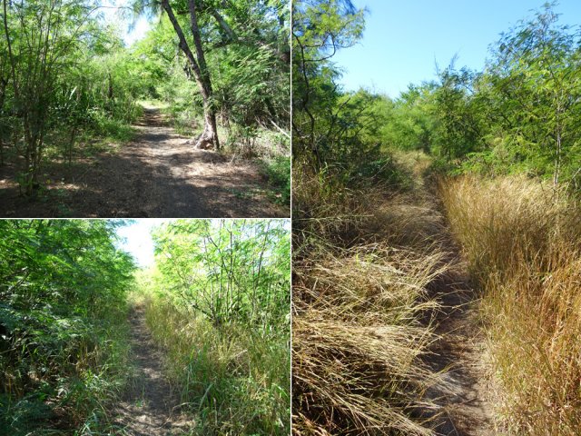 A partir de le Rue Octave Bénard, suivre le sentier dans les herbes ou le sable