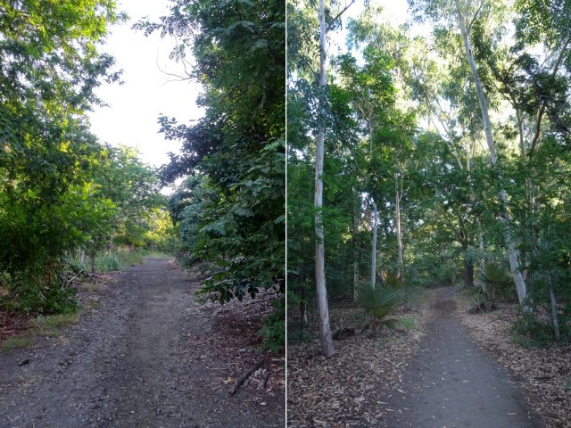 Elle se poursuit entre margousiers et eucalyptus