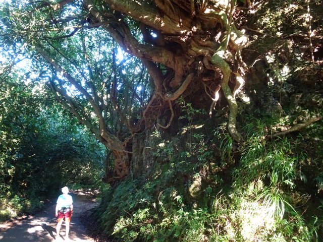 On arrive à la Ravine de Mont Vert entourée d'énormes jamrosats