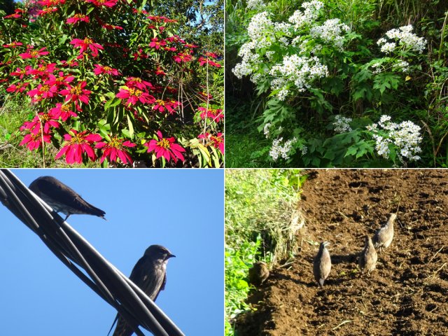 Faune et flore le long du parcours