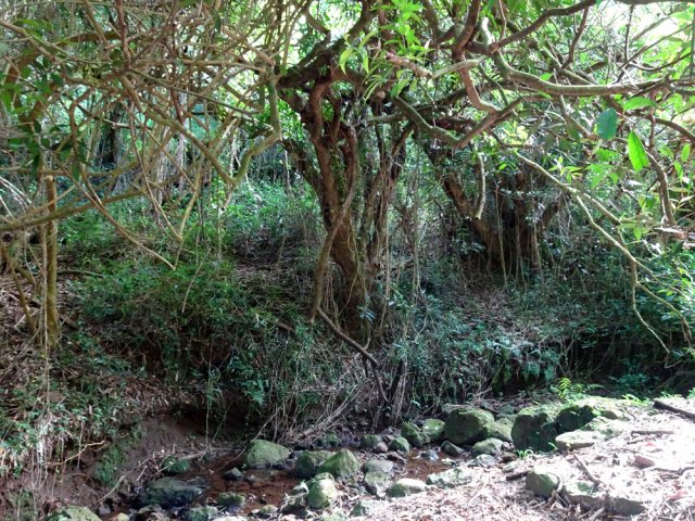Peu d'eau dans le ruisseau créé par la source