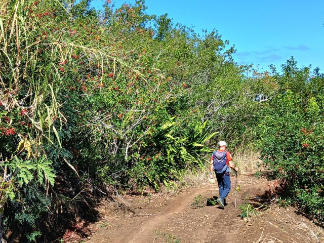 Les poivriers chargés de fruits poussent par milliers