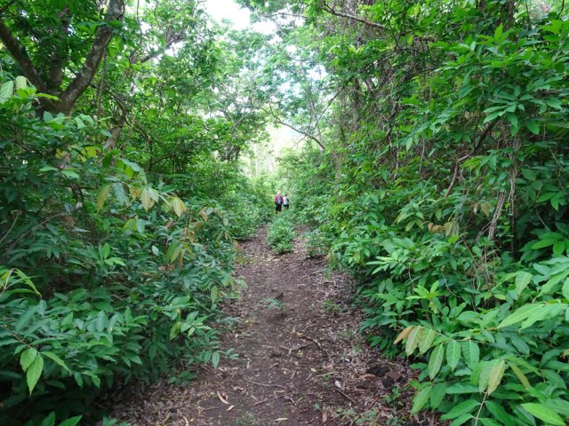 La piste diminue, dévorée lentement par la liane papillon