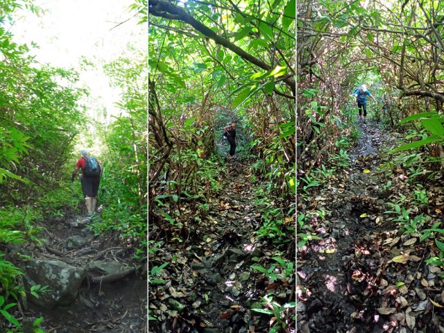De plus en plus de lianes papillon mais le sentier est entretenu régulièrement
