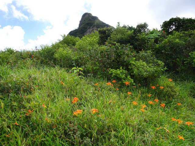 Les touffes de lys sont plus agréables que les longoses