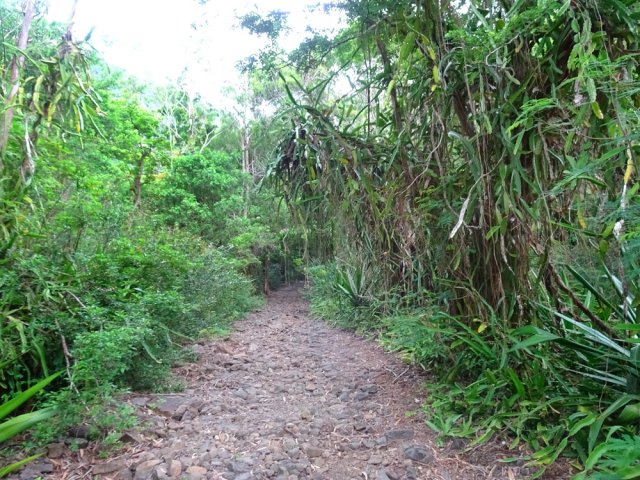 Nombreuses cactées sur les arbres par endroits