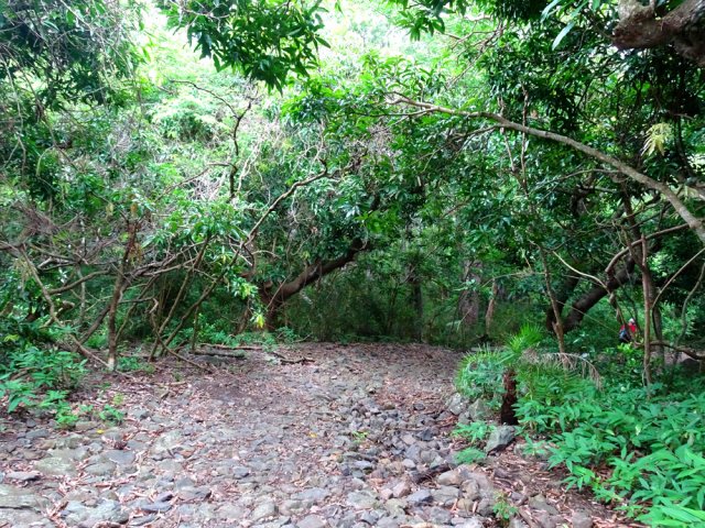 Les premiers manguiers