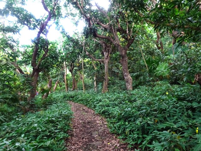 Encore des manguiers avant d’arriver au kiosque