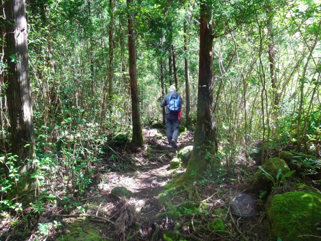 La boucle débute dans une magnifique forêt de cryptomerias