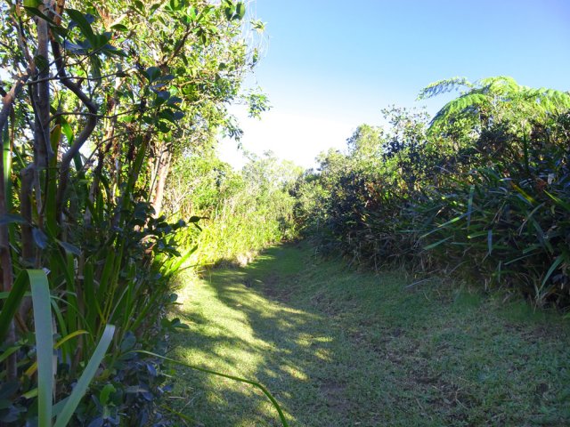 Début de la piste forestière en direction de la Crête