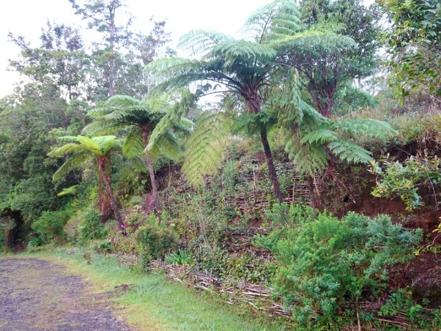 Le talus aménagé avant la Ravine Souris Chaude