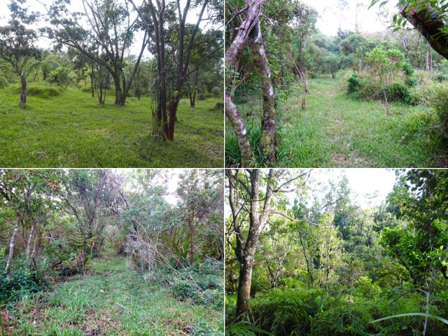 Une zone défrichée avant d'entamer la forêt profonde