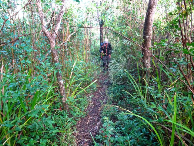Le sentier est très facile à suivre entre goyaviers et bois de couleurs