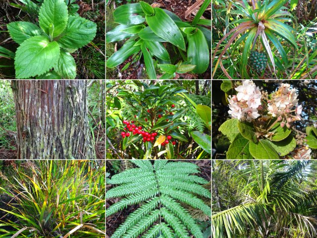 Des dizaines de variétés végétales bordent le sentier