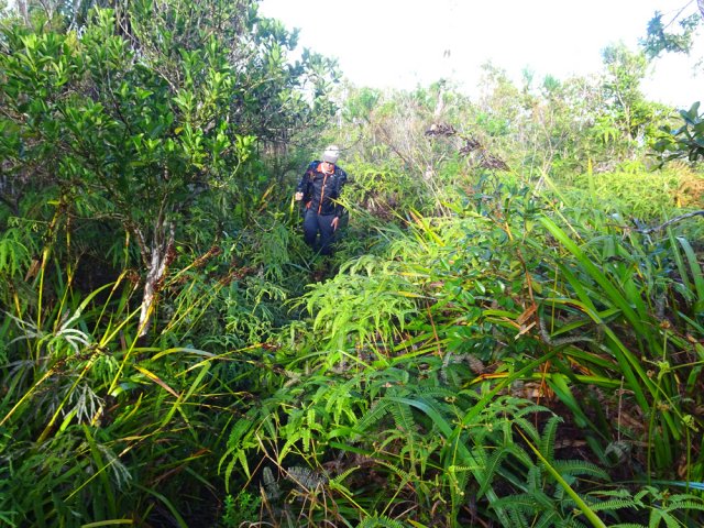 De courtes portions sont bordées de fougères qui ne cachent pas le passage