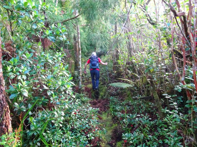 Rares écueils sur l'étroit sentier moussu
