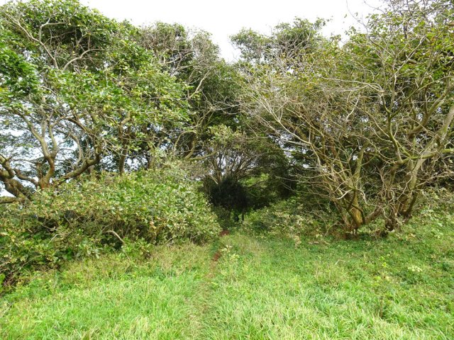 Le sentier pénètre dans la forêt pour une longue distance