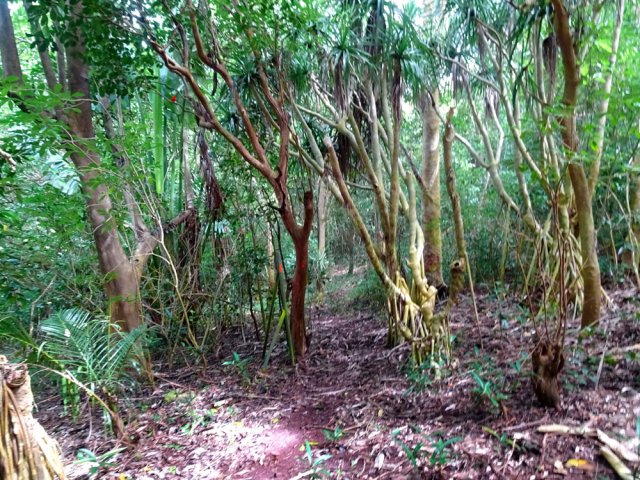 Passage balisé et bien marqué à l'ombre des grands arbres