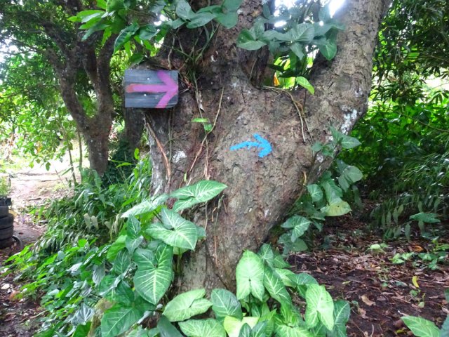 Début de la montée au Mont Limon dans les manguiers