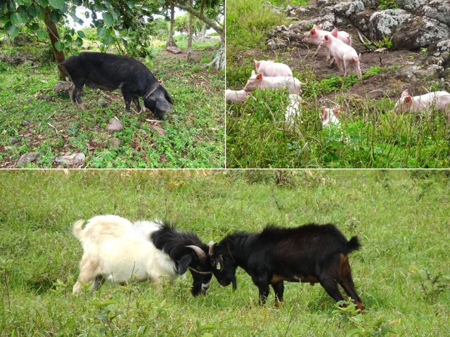 Ici, l'élevage se fait en plein air