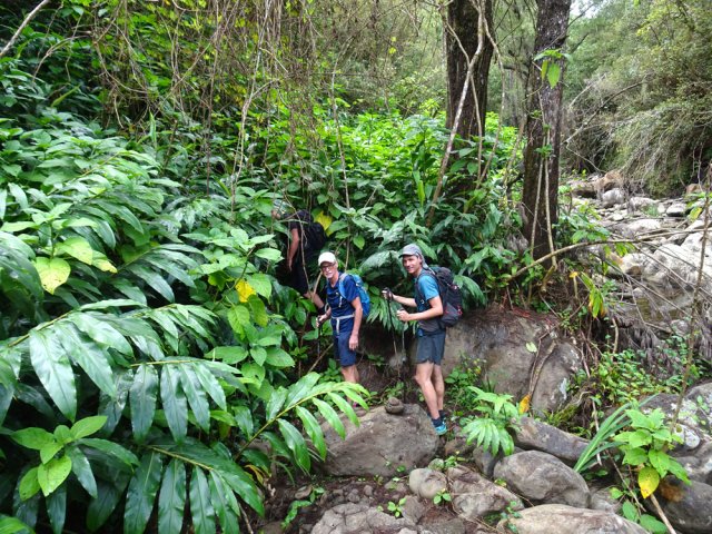 Le départ du sentier des canyonistes, près de deux filaos, se remarque à peine