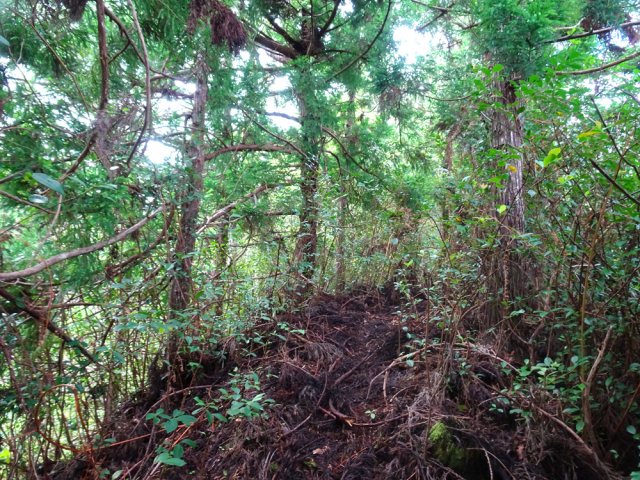 Suivre le sentier en lisière, un peu encombré de branches tombées lors du passage de Garance