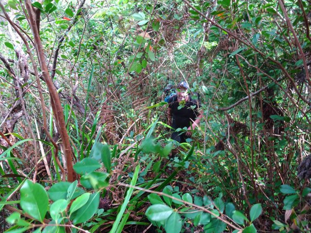 Les goyaviers, comme toujours, règnent en maître