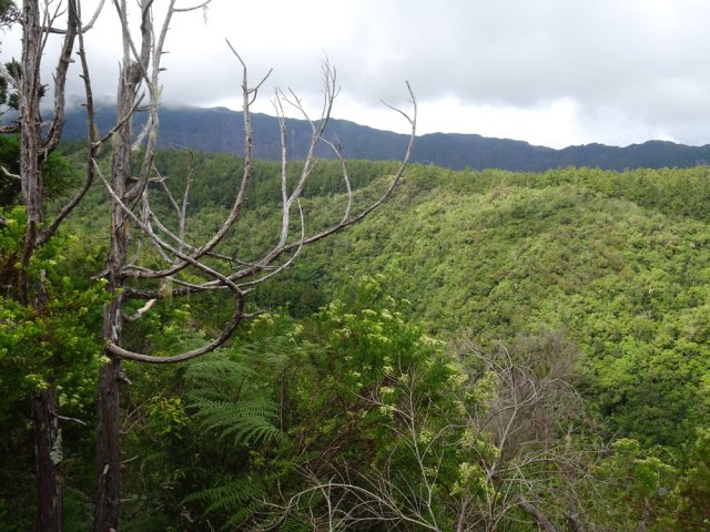 Beaucoup de cryptomerias plantés dans la zone traversée