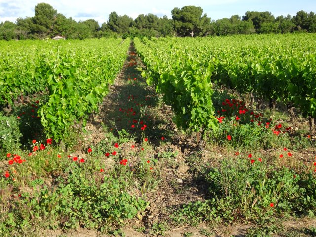 Il y a plus de garrigue que de vigne