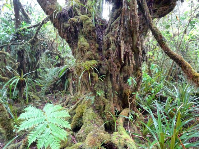 On frôle un arbre énorme, difficile à nommer en raison de l'épaisseur des mousses