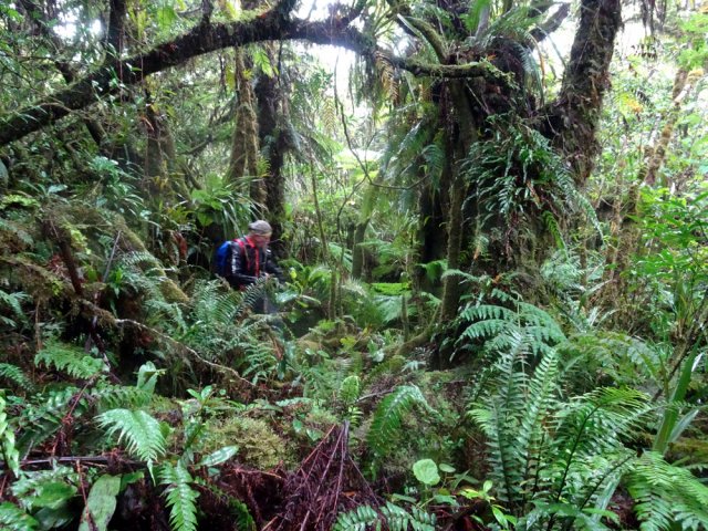 On termine rapidement la descente par une portion de forêt assez touffue