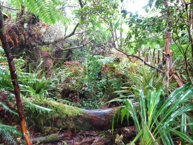 Forêt primaire tout au long de la boucle