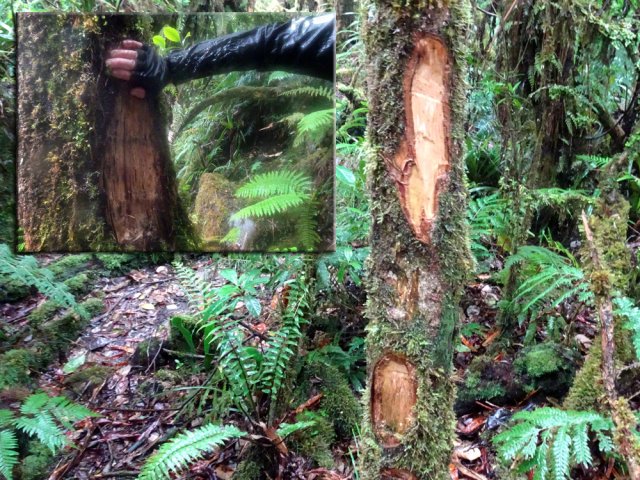 On récupère le sentier déjà connu, bordé de multiples blessures sur les arbres