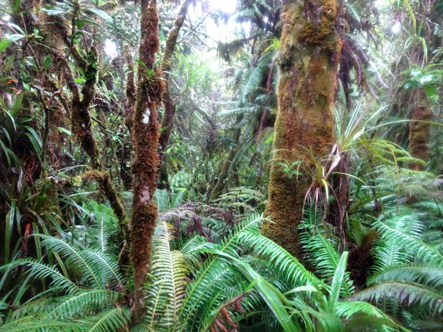 Une idée de la forêt bordant le sentier