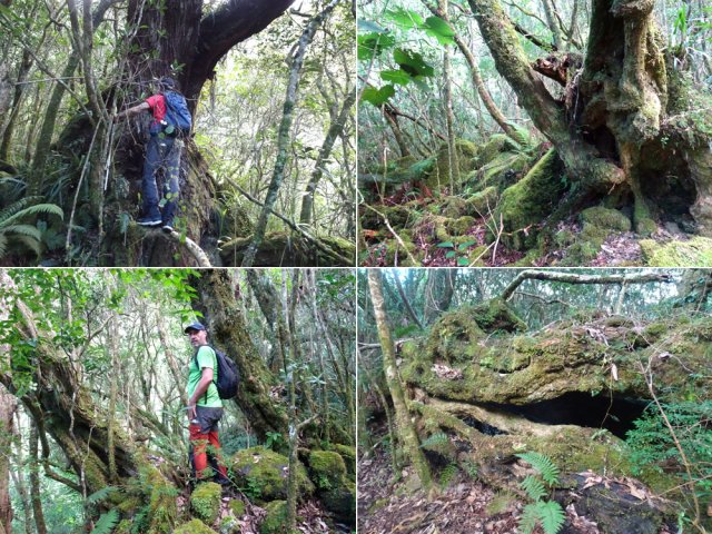 Les arbres, à eux seuls, justifient cette grimpée d'exploration