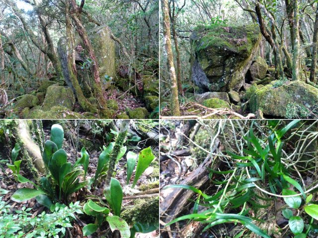 Outre les arbres, on rencontre de beaux rochers, des orchidées ou des fougères