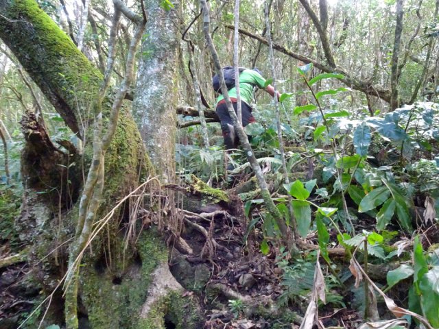 Pas de sentier mais un sous-bois aéré facilitant la recherche du meilleur passage