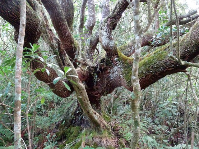 Le plus beau bois de rempart de la journée (et peut-être de l'année !)